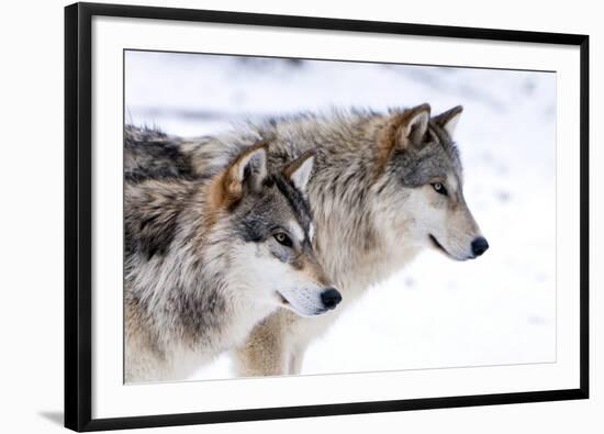 Two Sub Adult North American Timber Wolves (Canis Lupus) in Snow, Austria, Europe-Louise Murray-Framed Photographic Print