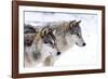 Two Sub Adult North American Timber Wolves (Canis Lupus) in Snow, Austria, Europe-Louise Murray-Framed Photographic Print