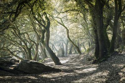 Photographic Print, , small