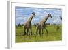 Giraffe, Nxai Pan National Park, Botswana, Africa-David Wall-Framed Photographic Print