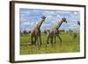 Giraffe, Nxai Pan National Park, Botswana, Africa-David Wall-Framed Photographic Print