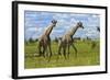 Giraffe, Nxai Pan National Park, Botswana, Africa-David Wall-Framed Photographic Print