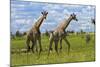 Giraffe, Nxai Pan National Park, Botswana, Africa-David Wall-Mounted Photographic Print