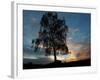 A Silver Birch, Betula Pendula, at Sunset-Alex Saberi-Framed Photographic Print