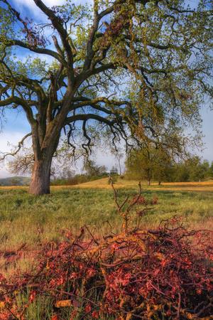 Photographic Print, , small