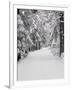 Path Through a Forest in Winter-Marcus Lange-Framed Photographic Print