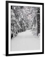 Path Through a Forest in Winter-Marcus Lange-Framed Photographic Print