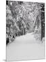 Path Through a Forest in Winter-Marcus Lange-Mounted Photographic Print