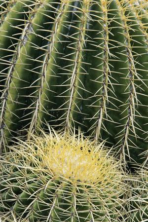 Premium Photographic Print, , small