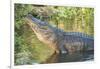 USA, Florida, Orlando, Alligator Doing Water Dance at Gatorland-Lisa S. Engelbrecht-Framed Photographic Print