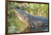 USA, Florida, Orlando, Alligator Doing Water Dance at Gatorland-Lisa S. Engelbrecht-Framed Photographic Print