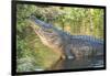 USA, Florida, Orlando, Alligator Doing Water Dance at Gatorland-Lisa S. Engelbrecht-Framed Photographic Print