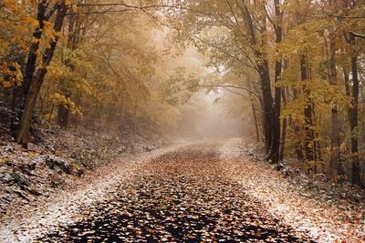 Premium Photographic Print, , small