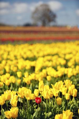Premium Photographic Print, , small