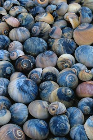 Premium Photographic Print, , small