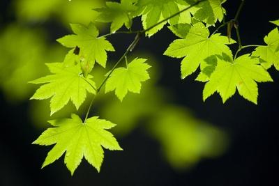 Premium Photographic Print, , small