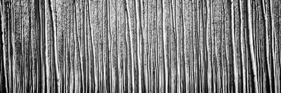 Premium Photographic Print, , small