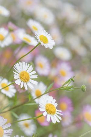 Premium Photographic Print, , small