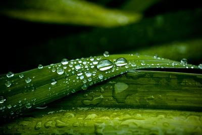 Premium Photographic Print, , small