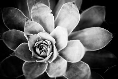 Premium Photographic Print, , small