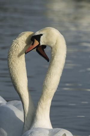Premium Photographic Print, , small
