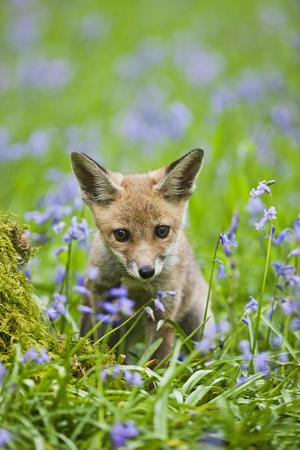 Premium Photographic Print, , small