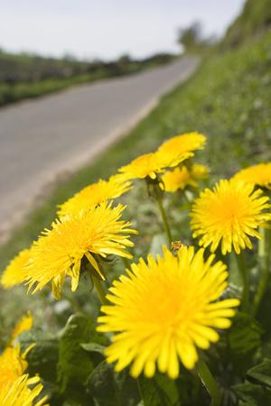 Premium Photographic Print, , small