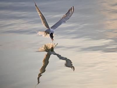 Premium Photographic Print, , small