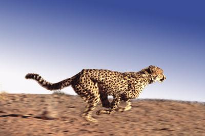 Premium Photographic Print, , small