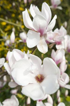 Premium Photographic Print, , small