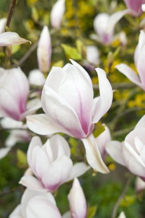 Premium Photographic Print, , small