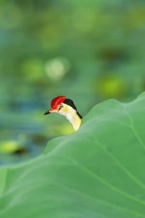 Premium Photographic Print, , small