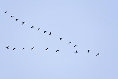 Premium Photographic Print, , small