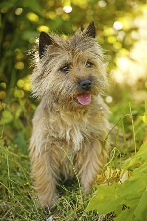 Premium Photographic Print, , small
