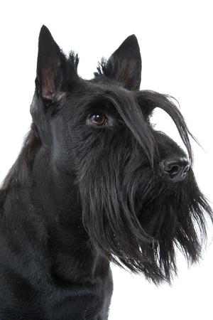 Premium Photographic Print, , small
