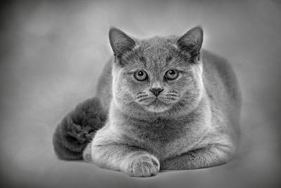 Premium Photographic Print, , small