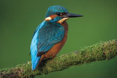Premium Photographic Print, , small