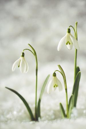 Premium Photographic Print, , small
