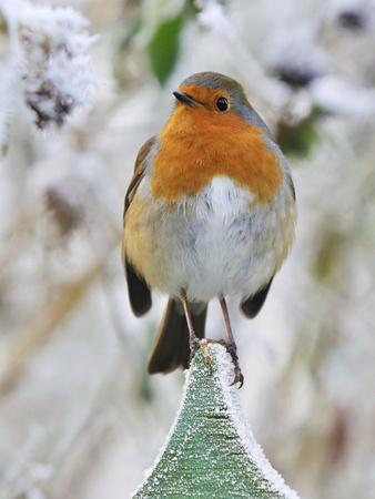 Premium Photographic Print, , small
