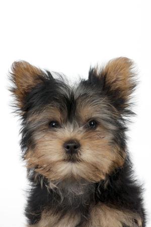Premium Photographic Print, , small