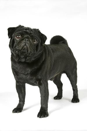 Premium Photographic Print, , small