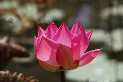 Premium Photographic Print, , small