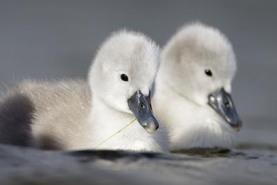 Premium Photographic Print, , small