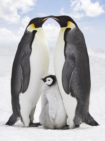 Premium Photographic Print, , small
