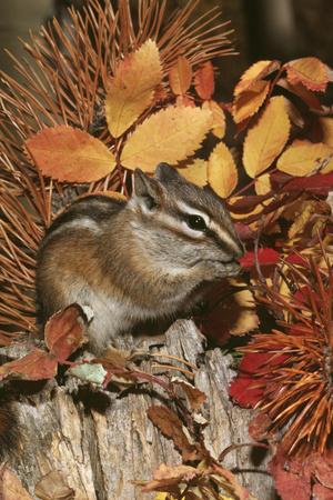 Premium Photographic Print, , small