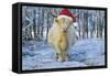 Scottish Highland Cow in Snowy Scene-null-Framed Stretched Canvas