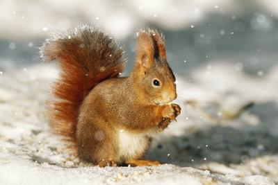 Premium Photographic Print, , small