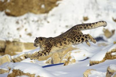 Premium Photographic Print, , small