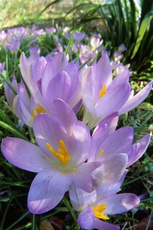 Premium Photographic Print, , small