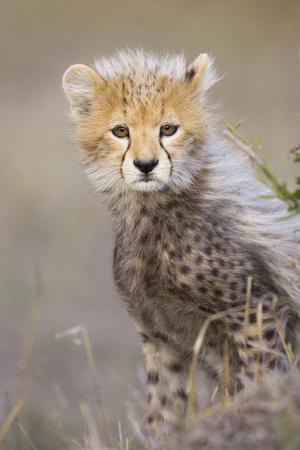 Premium Photographic Print, , small